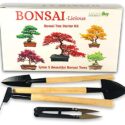 Bonsai Tree kit – Grow Your Own Bonsai Trees
