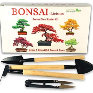 Bonsai Tree kit - Grow Your Own Bonsai Trees