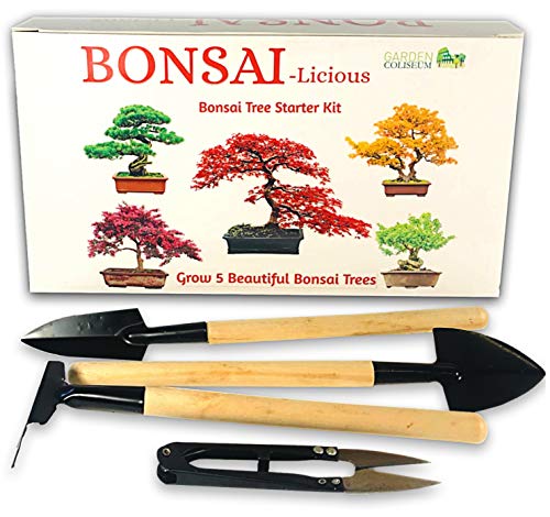 Bonsai Tree kit - Grow Your Own Bonsai Trees
