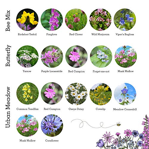Wildflower Seeds for Bees and Butterflies