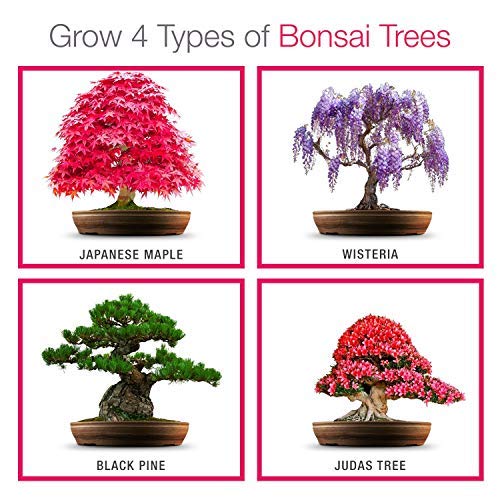 Grow Your own Bonsai kit – Easily Grow