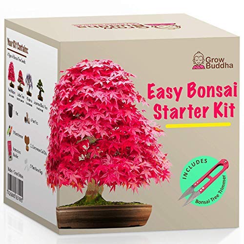 Grow Your own Bonsai kit – Easily Grow