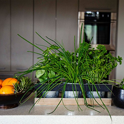 Viridescent Indoor Herb Garden Kit
