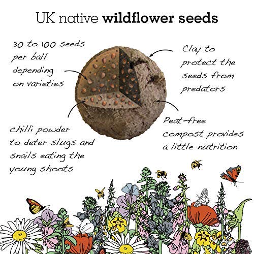 Wildflower Seeds for Bees and Butterflies